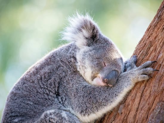 ポートスティーブンス・コアラ・サンクチュアリ（Port Stephens Koala Sanctuary）チケット予約　コアラ観察を満喫＜ポートスティーブンス＞