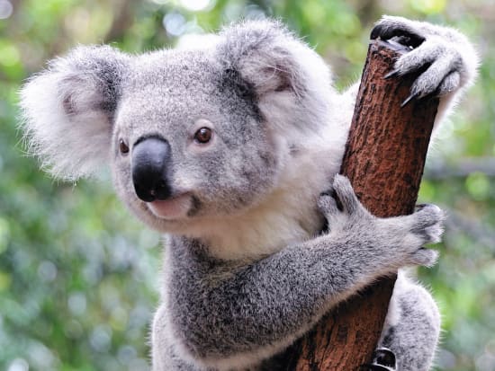 ポートスティーブンス・コアラ・サンクチュアリ（Port Stephens Koala Sanctuary）チケット予約　コアラ観察を満喫＜ポートスティーブンス＞