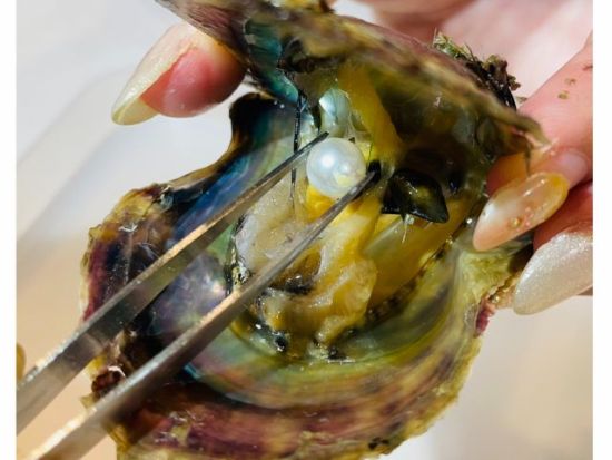 真珠取り出し体験 どんな真珠がでるかはお楽しみ！今話題の本物の真珠を取り出せる特別な体験＜30分／那覇市＞