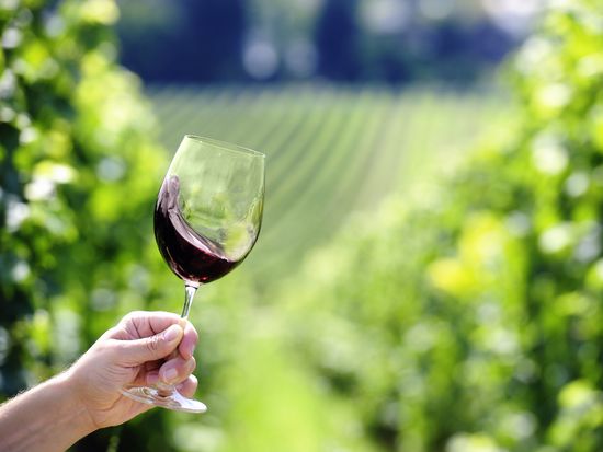 Vineyard_wine_shutterstock_137702114