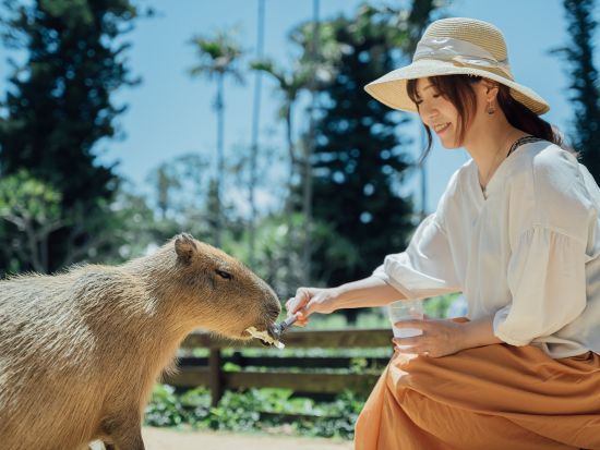 前売りチケットがお得！美らヤシパークオキナワ・東南植物楽園 南国の自然や動物に触れ合える! ＜沖縄市＞