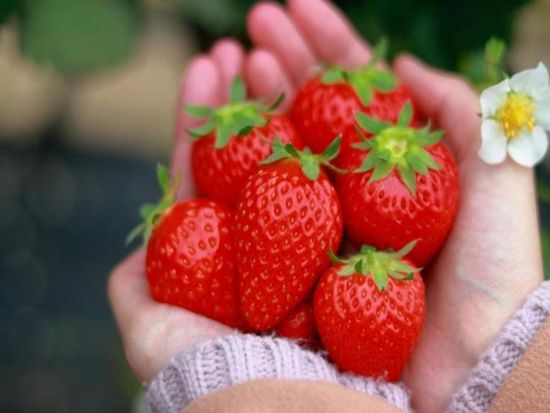 日帰りバスツアー 河津桜鑑賞で春を先取り！伊豆の甘ーいいちごを最大40分食べ放題♪ 桜えび＆しらす弁当付＜2～3月／横浜駅発＞
