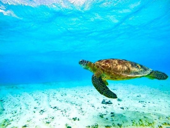 11000003778804_8FgESkKo_4