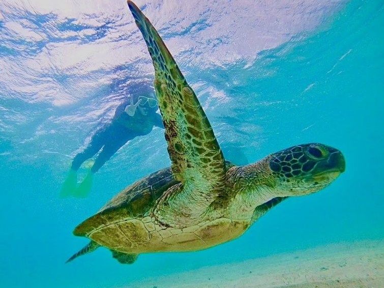 ウミガメシュノーケリングツアー 高確率でウミガメと遭遇できる