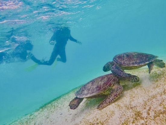 ウミガメシュノーケリングツアー 高確率でウミガメと遭遇できるポイントへご案内◎透明度抜群の宮古島の海でシュノーケリングを満喫♪＜宮古島＞