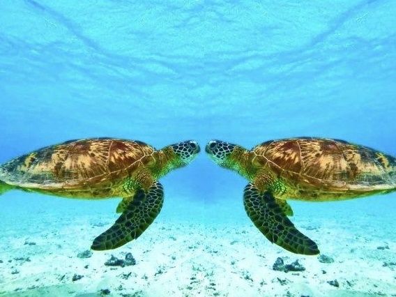 ウミガメシュノーケリングツアー 高確率でウミガメと遭遇できる