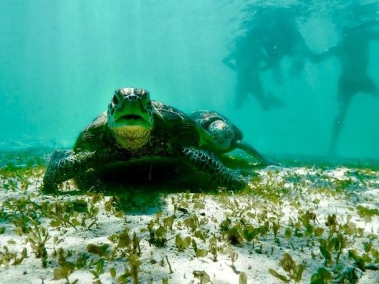 ウミガメシュノーケリングツアー 高確率でウミガメと遭遇できるポイントへご案内◎透明度抜群の宮古島の海でシュノーケリングを満喫♪＜宮古島＞