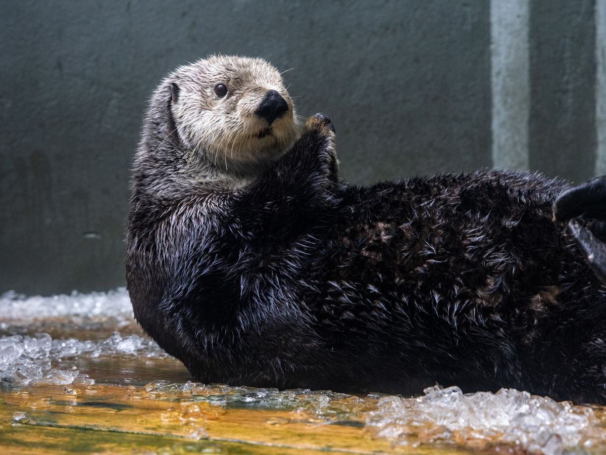 シアトル市内観光ツアー | シアトル 旅行の観光・オプショナルツアー