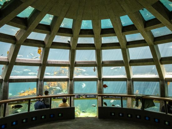 シアトル水族館　入場チケット事前予約　＜時間指定＞