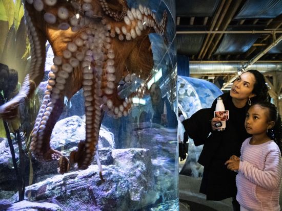 シアトル水族館　入場チケット事前予約　＜時間指定＞