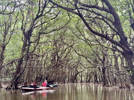 【貸切】西表島半日マングローブカヤック 初心者でも安心のコース◎静かな水路を進む癒しのひとときを＜半日／1～7名／送迎可／写真プレゼント＞