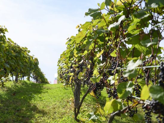 日帰りタクシープラン 池田ワイン城＋十勝まきばの家ワイナリー お酒×十勝の観光資源をかけ合わせたプラン＜3時間／十勝川温泉or帯広市内 発着＞by北斗タクシー