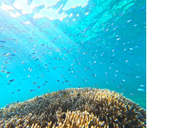 幻の島上陸＆美ら海シュノーケリング 半日で楽しむ海の冒険！ご家族連れにもオススメプラン◎＜約3時間／小浜島発着＞