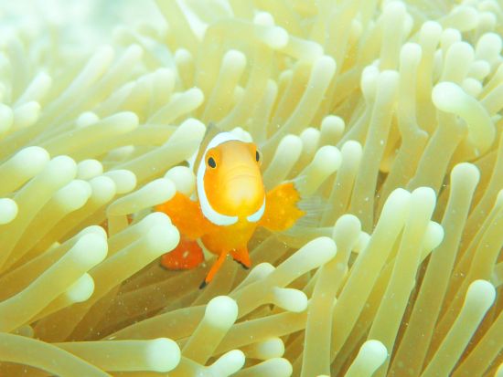 幻の島上陸＆美ら海シュノーケリング 半日で楽しむ海の冒険！ご家族連れにもオススメプラン◎＜約3時間／小浜島発着＞