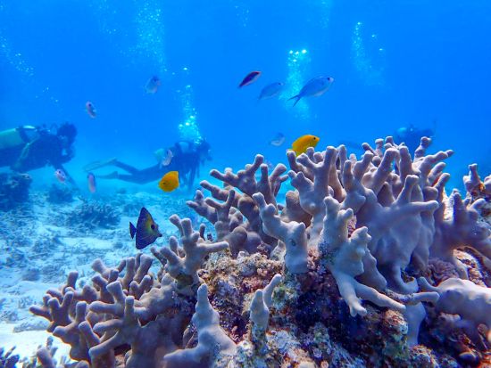 半日体験ダイビングツアー 初心者オススメプラン◎ライセンス不要で気軽に水中世界を大冒険！＜約3時間／小浜島発着＞