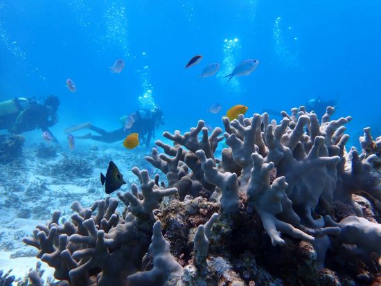 体験ダイビング ＆ 幻の島上陸 ＆ シュノーケル1日コース 美ら海の魅力を思いっきり堪能！充実の体験プランで特別な思い出を＜4月～10月／約6時間／小浜島発着＞