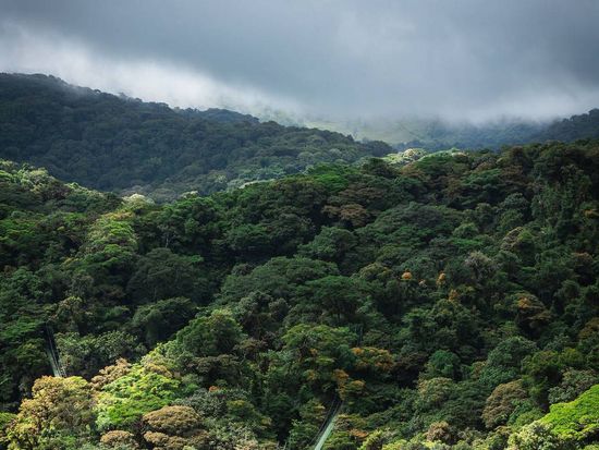 モンテベルデ熱帯雲霧林2
