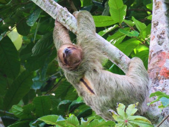 サラピキの自然保護区 動物ウォッチングツアー　希少動物との出会い＆チョコレート作り体験＜昼食付き／英語ガイド／サンホセ発＞