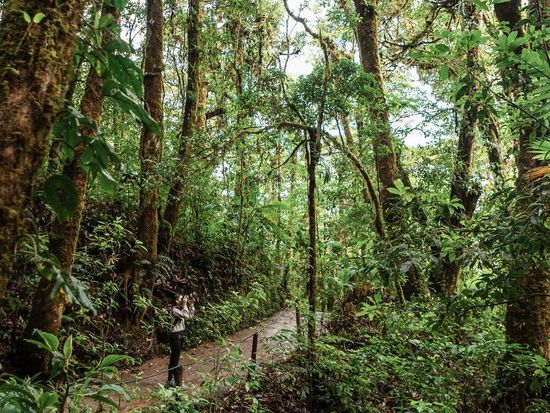 モンテベルデ熱帯雲霧林1