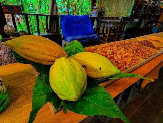 チョコレート作り体験1