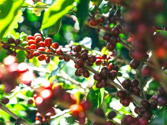 コーヒー農園イメージ4