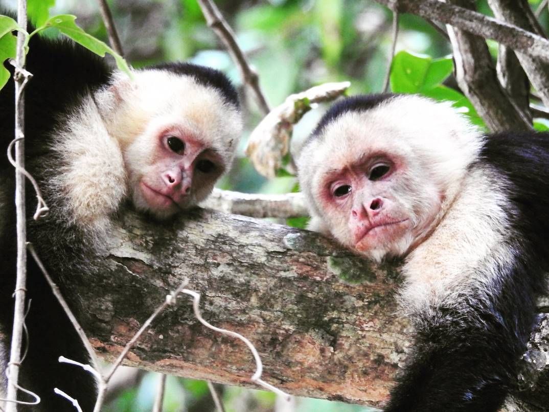 コスタリカの売れ筋人気ランキング | コスタリカ観光・オプショナル