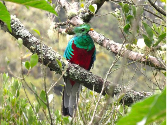 早朝バードウォッチングツアー　野鳥の宝庫！サンヘラルド・デ・ドタで幻の鳥ケツァールを探す＜朝食付き／英語ガイド／サンホセ発＞