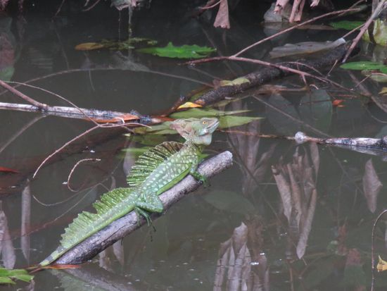 グリーンバシリスク