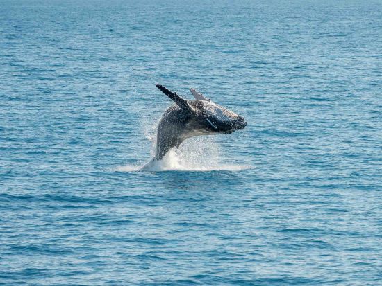 セーリング　ホロカイ・カタマラン号　ダイヤモンドヘッドやワイキキの景色を楽しもう！＜90分／アウトリガー・リーフ発＞