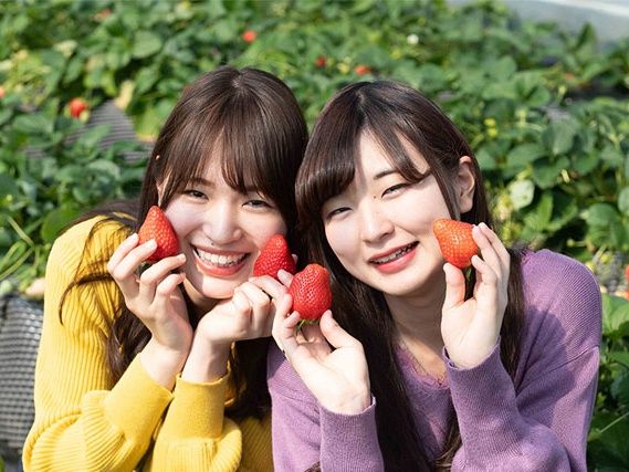 新宿発】日帰りバスツアー いちご狩り＋あしかがフラワーパーク