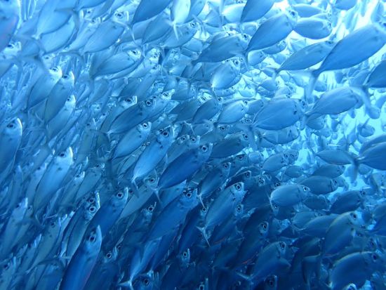 カワサン滝キャニオニング＋モアルボアルシュノーケリング　ローカルフードのランチ付き＜1日／日本語ガイド／ホテル往復送迎＞ by Fun Group