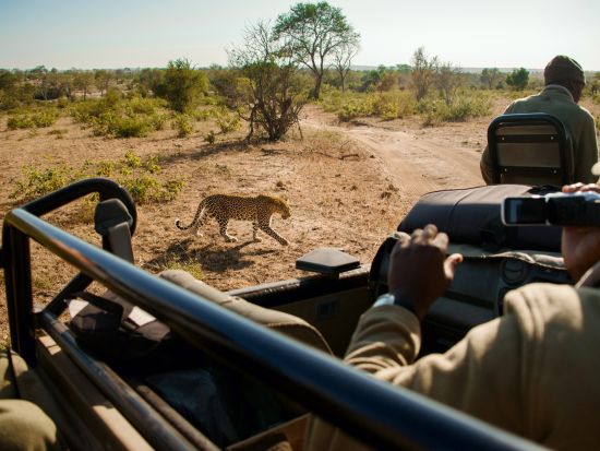 クルーガー国立公園 日帰りサファリツアー　オープン車両で野生動物を観察！＜混載／英語ガイド／ヘイジービュー発＞