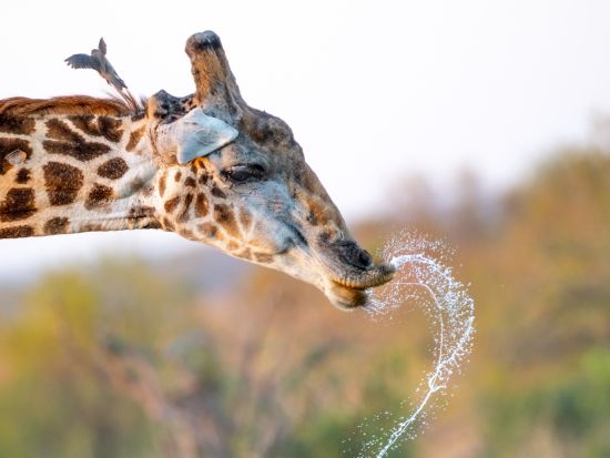 クルーガー国立公園 日帰りサファリツアー　オープン車両で野生動物を観察！＜混載／英語ガイド／ヘイジービュー発＞