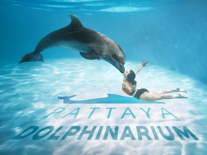 Pattaya Dolphinarium (For Agent) 8