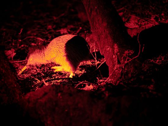 Copy Right RealNZ-Rakiura-Stewart-Island-Kiwi.jpg