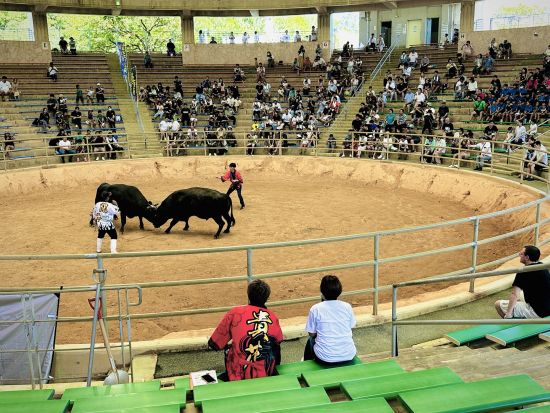 観光闘牛 in うるま市 迫力満点のエキシビジョンマッチ＆記念撮影付き！＜約1時間／バリアフリー対応＞
