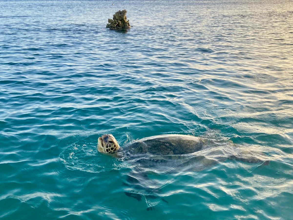 アラモアナビーチ | オアフ島(ホノルル) 旅行の観光・オプショナル
