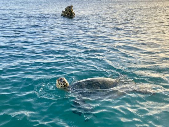アラモアナビーチ　SUP（スタンドアップパドル）レッスン　ローカルに人気のビーチでサンセットを眺めながらSUPを楽しもう！＜日本語インストラクター／ホテル送迎可