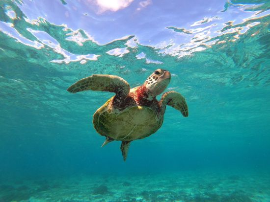 アラモアナビーチ　SUP(スタンドアップパドル)　ウミガメに会える確率80%のSUP体験＜日本語インストラクター＞by カパリリハワイ