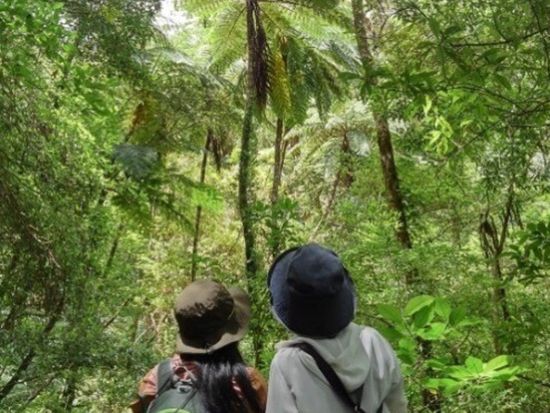 世界自然遺産 金作原原生林 散策半日ツアー 認定ガイドが古代恐竜時代を彷彿とさせるスポットへご案内 ＜名瀬地区の一部エリア送迎可能＞byサンゴとヤドカリ