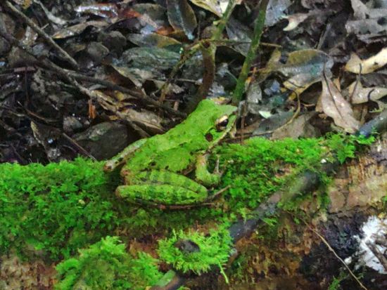 世界自然遺産 金作原原生林 散策半日ツアー 認定ガイドが古代恐竜時代を彷彿とさせるスポットへご案内 ＜名瀬地区の一部エリア送迎可能＞byサンゴとヤドカリ