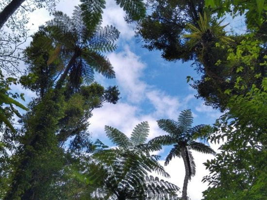 世界自然遺産 金作原原生林 散策半日ツアー 認定ガイドが古代恐竜時代を彷彿とさせるスポットへご案内 ＜名瀬地区の一部エリア送迎可能＞byサンゴとヤドカリ