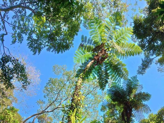 世界自然遺産 金作原原生林 散策半日ツアー 認定ガイドが古代恐竜時代を彷彿とさせるスポットへご案内 ＜名瀬地区の一部エリア送迎可能＞byサンゴとヤドカリ