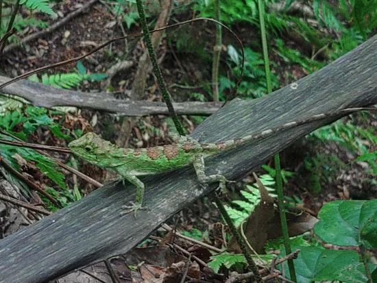 世界自然遺産 金作原原生林 散策半日ツアー 認定ガイドが古代恐竜時代を彷彿とさせるスポットへご案内 ＜名瀬地区の一部エリア送迎可能＞byサンゴとヤドカリ