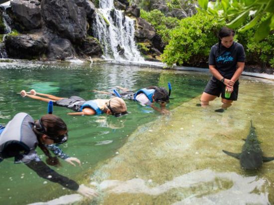 シーライフパークのユニーク体験プログラム　かわいい赤ちゃんサメと泳ぐシャーク・シュノーケルまたはアシカとの触れ合いシーライオン（アシカ）エンカウンター