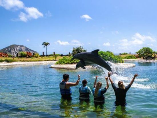 Dolphin_Lagoon_2_for_website