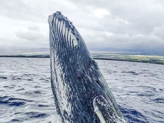 ホエールウォッチングツアー　高速ボートでコナの海岸線も鑑賞！午後発で朝が苦手な方も安心　日本語クルー乗船日あり＜12～3月／英語ガイド＞