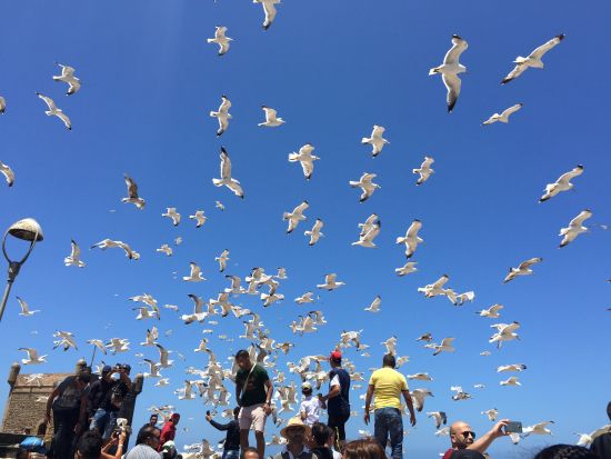 【カサブランカ発着 モロッコ8泊9日】モロッコの世界遺産を全網羅！+シェフシャウエン+メルズーガ＜貸切／選べる日本語or英語ガイドorガイドなし／チップ込み＞