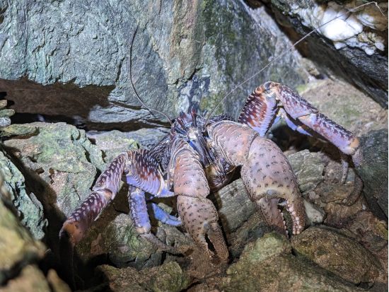 石垣島貸切ジオツアー コーステアリング＆巨大地下鍾乳洞探検 2億年前の地球を体感！＜昼食付／約6時間＞