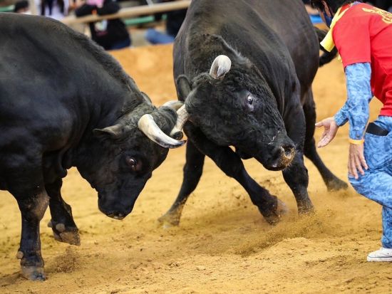 観光闘牛 in うるま市 迫力満点のエキシビジョンマッチ＆記念撮影付き！＜約1時間／バリアフリー対応＞